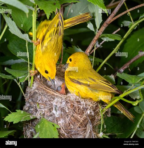 Warbler Male Female Nestlings Nest Hi Res Stock Photography And Images