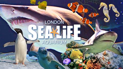 We Didnt Expect This At Sea Life London Aquarium 2019 Hd Complete