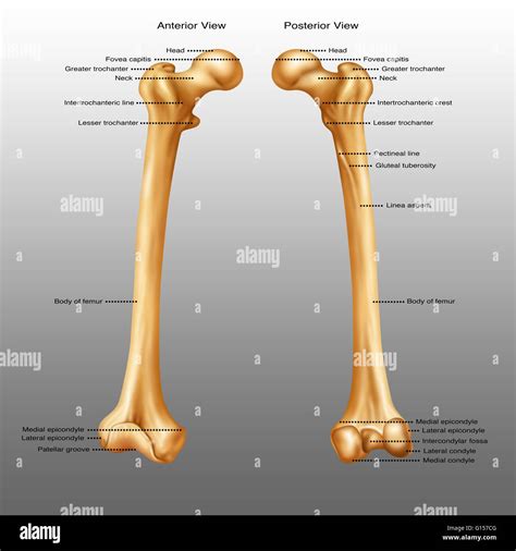 Laminated Human Anatomy Of The Hip Diagram Illustration Educational