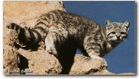 The andean cat leopardus jacobita occurs mainly in the high andes of peru and bolivia, the north the andean cat leopardus jacobita is one of the most beautiful of all wild cats. Animal Info - Andean Cat