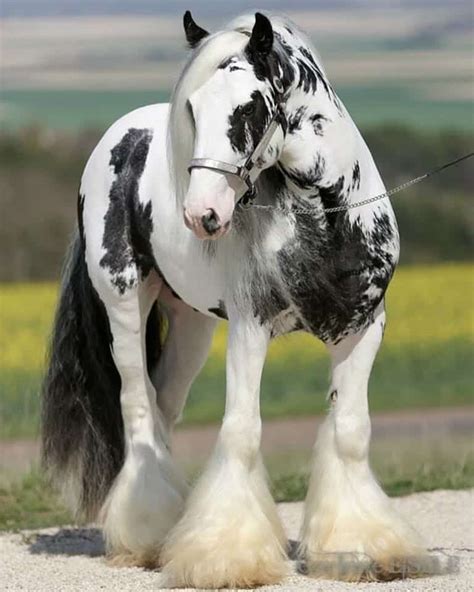 A Collection Of Draft Horses To Make You Swoon