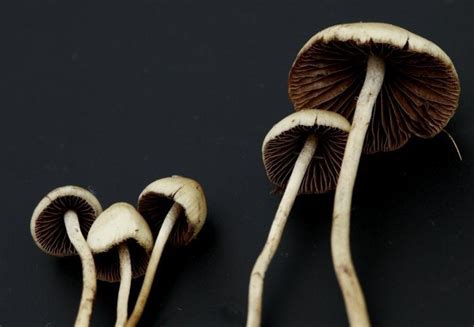 Magic Mushrooms Effects Illuminated In Brain Imaging Studies Brain