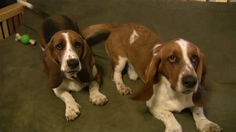 Basset Hound Security Dogs Very Cute Youtube