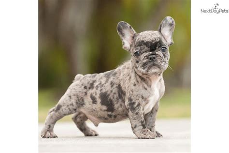 After you make your deposit to hold your puppy, please print our our puppy purchase contract and sign, notarize and return or bring with you if you are picking your puppy up in person. 99+ Full Grown Blue Merle French Bulldog in 2020 | French ...