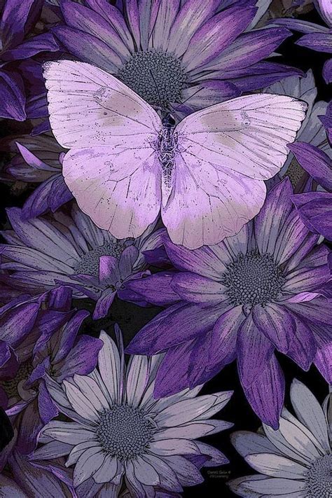 Purple Butterfly Painting By Darrell Gulin Purple Butterfly Fine Art
