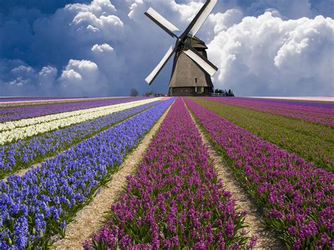 Wallpapers Netherlands Flower Fields