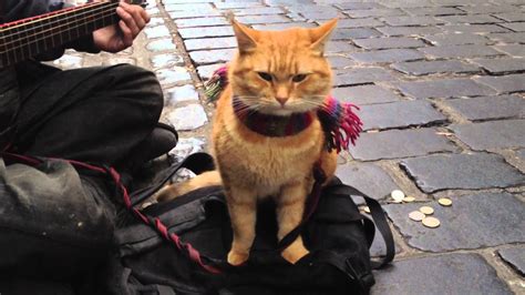 He's certainly a cat like you've never met before. A Street Cat Named Bob (12A) | Close-Up Film Review