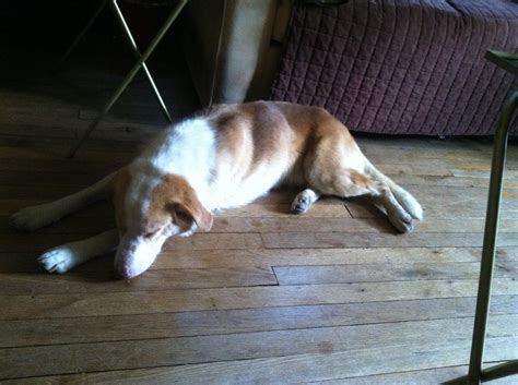 Pin on Found Dogs VA