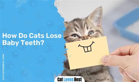 Kitten Teething How And When Do Cats Lose Baby Teeth