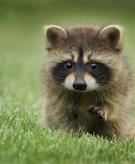 Picture Of Raccoons Raccoons Facts And Fancies Wildlife Rescue League