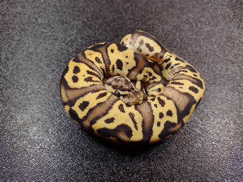 Firefly Leopard Ball Python By Exactly Exotics Morphmarket