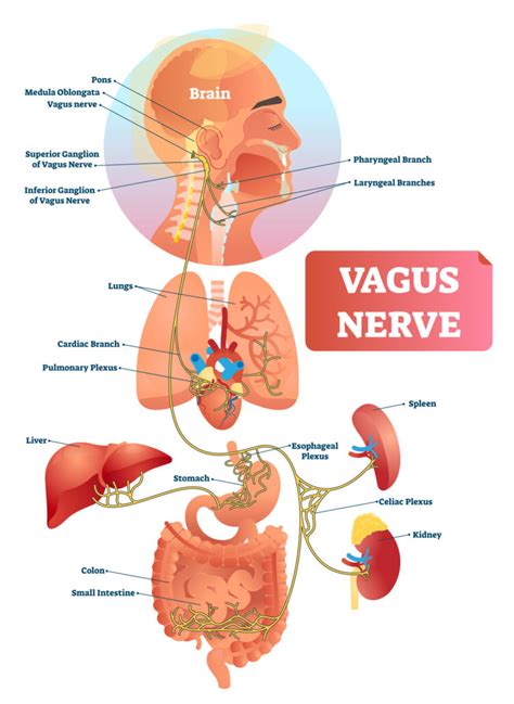 The Vagus Nerve Vagus Nerve Stimulation Acupuncture And Natural