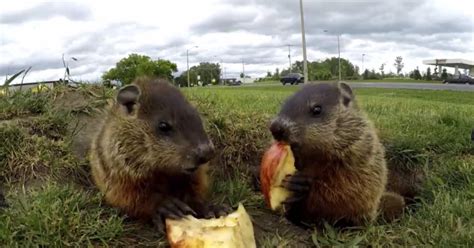 A Pair Of Adorable Groundhogs Happily Munched On Apple Slices While