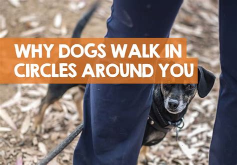 Homemade dog food is cheap and easy to make. Why Does My Dog Walk in Circles Around Me? The Surprising ...