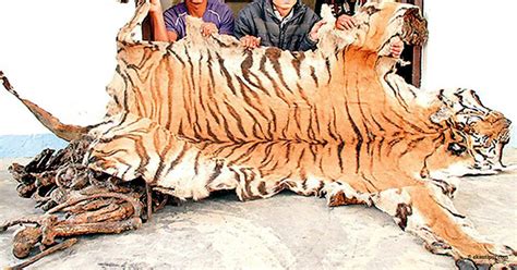 China Must Step Up Its Game To Fight Illegal Tiger Trade With Shared