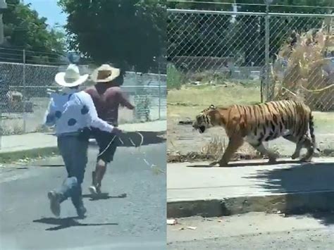 Men Chase Tiger Men In Cowboy Hats Chase Escaped Tiger Use Lasso To