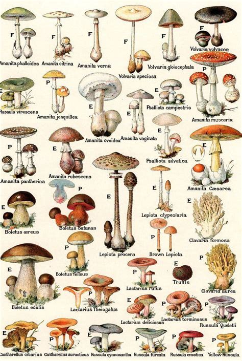 Psychedelic Mushroom Strains All Mushroom Info