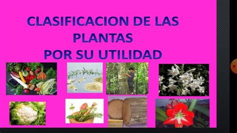 Las Plantas Seg N Su Utilidad Youtube