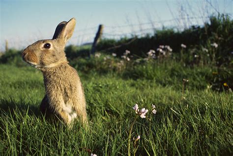 European rabbits feed on a wide range of vegetation including agricultural crops, cereals, cabbages and young trees. European Rabbit In A Meadow Photograph by Cyril Ruoso