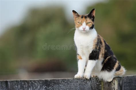 Feral Farm Cat In Barn Stock Image Image Of Levels Horizontal 11548363