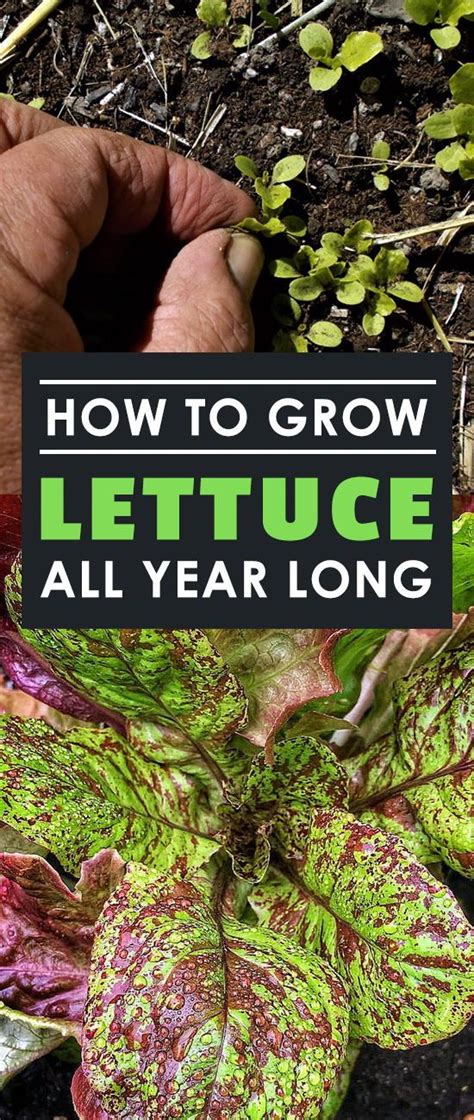 How To Grow Lettuce All Year Long 2018 Update Growing Lettuce