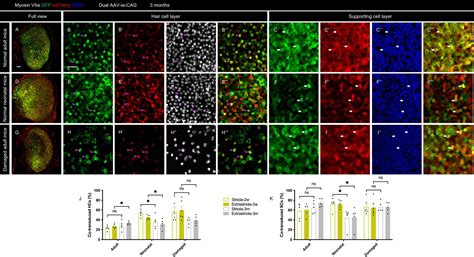 Frontiers Co Transduction Of Dual Adeno Associated Virus Vectors In