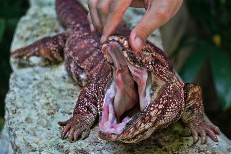 The Crococun Zoo Exotic Animals In Puerto Morelos Mexico