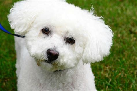Bichon Frise Dog Breed Pictures Photos And Images