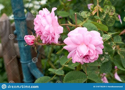 Pink Rose Flowers On The Rose Bush In The Garden In Summer Stock Image Image Of Wedding Color