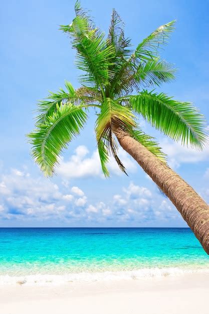 Premium Photo Tropical White Sand Beach With Palm Tree Koh Kood