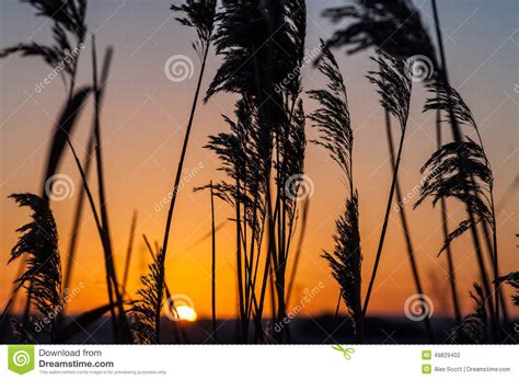 Common Reed At Sunrise Stock Photo Image Of Ecology 49829402