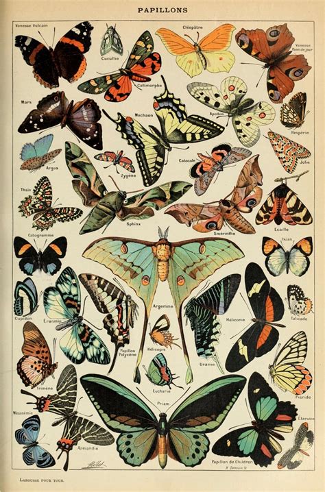 Vintage Butterfly Chart Print Butterfly Print Vintage Print Etsy