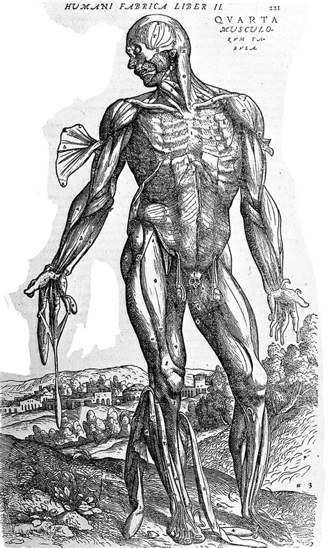 How Andreas Vesalius Changed The Face Of Science Readers Digest