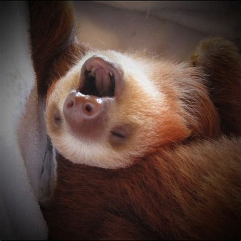 Baby Sloth Yawning Baby Sloth Yawning Andrew Flickr