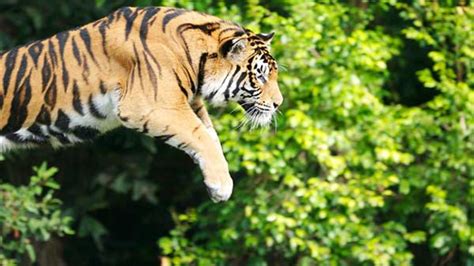 Slow Mo Video Captures Tigers Incredible Vertical Leap Abc13 Houston