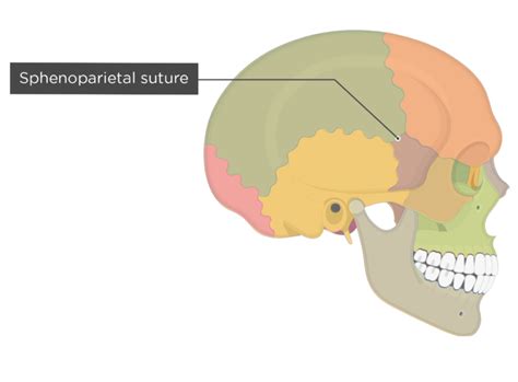 Major Sutures Of The Skull Labeled Diagram Getbodysmart