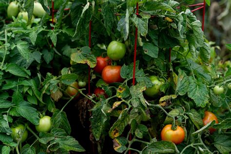 Improving Tomato Plants Through Companion Planting Agrilife Today