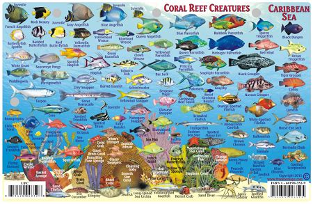 Caribbean Sea Map Fish ID Card