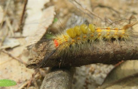 Tussock Moth Caterpillar On The Branch Closeup Stock Photo Image Of