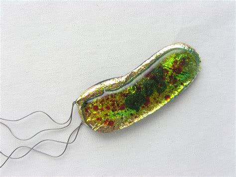 Vibrio Fischeri Bacterium By Trilobiteglassworks On Deviantart