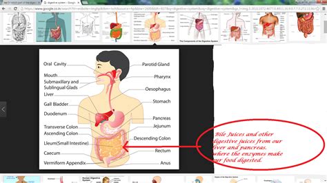part   digestive system   final stages  digestion