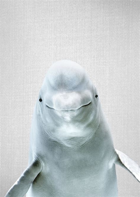 Beluga Whale Posters And Prints By Gal Pittel Printler