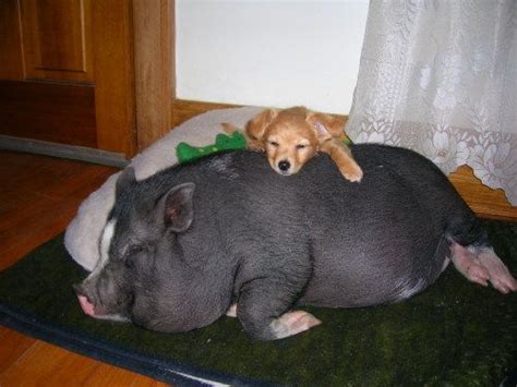Pot Belly Pigs As Pets Cleveland Pet Owners Always Ohhhh The Life