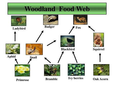 Ppt Woodland Ecology Powerpoint Presentation Free Download Id4471494