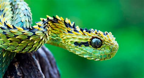 Serpientes Tipos Especies Guías Fotos Y Recursos