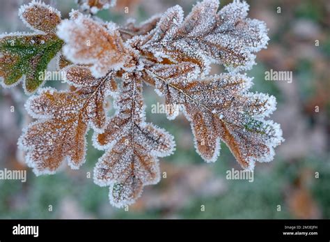 Hoar Frost On Leaf Hi Res Stock Photography And Images Alamy
