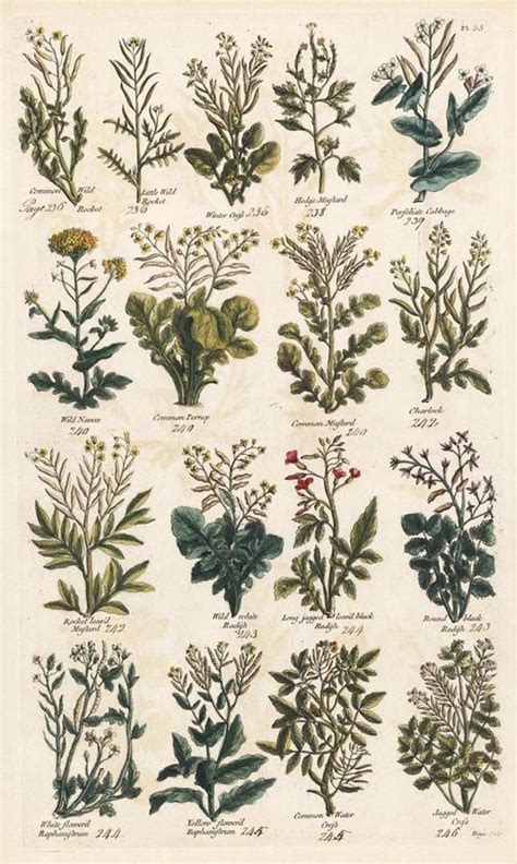 18th Century Herb Use Botanik çizim Vintage Posterler Poster