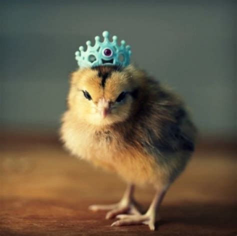 Ten Of The Cutest Chicks In Hats You Will Ever See In Your Life