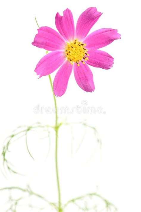 Pink Cosmos Flowers Isolated On White Stock Photo Image Of Macro