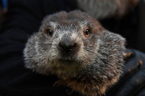 Groundhog Day 2023 live stream: How to watch Punxsutawney Phil’s
